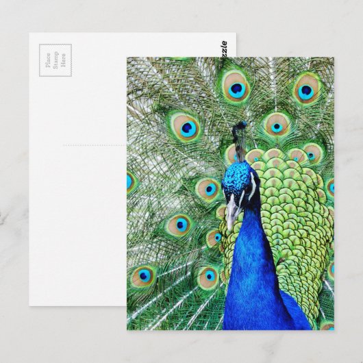 緑の孔雀 ポストカード (正面/裏面)