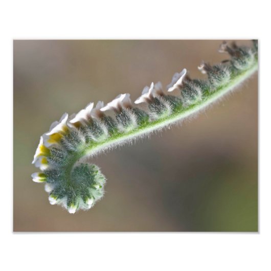 緑の春時巻き花 フォトプリント            (正面)