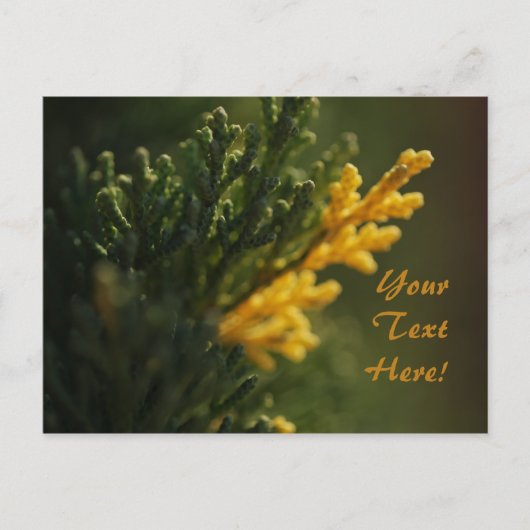 緑の暖かい黄色の植物の写真はがき ポストカード (正面)