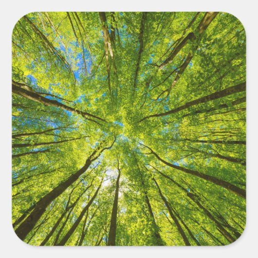 緑の木のを見上げ葉る スクエアシール (正面)