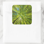 緑の木のを見上げ葉る スクエアシール (バッグ)