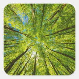緑の木のを見上げ葉る スクエアシール