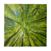 緑の木のを見上げ葉る タイル (正面)