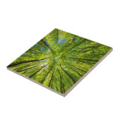 緑の木のを見上げ葉る タイル (側面)