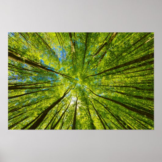 緑の木のを見上げ葉る ポスター (正面)