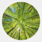 緑の木のを見上げ葉る ラウンドシール (正面)