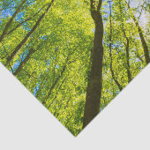 緑の木のを見上げ葉る 薄葉紙 (詳細)