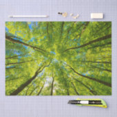 緑の木のを見上げ葉る 薄葉紙 (クラフト)