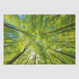 緑の木のを見上げ葉る 薄葉紙