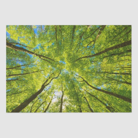 緑の木のを見上げ葉る 薄葉紙 (正面)