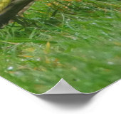 緑の木のペッカーポスター ポスター (角)