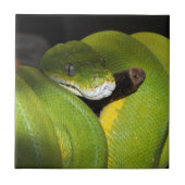 緑の木の大蛇 タイル (正面)