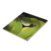 緑の木の大蛇 タイル (側面)