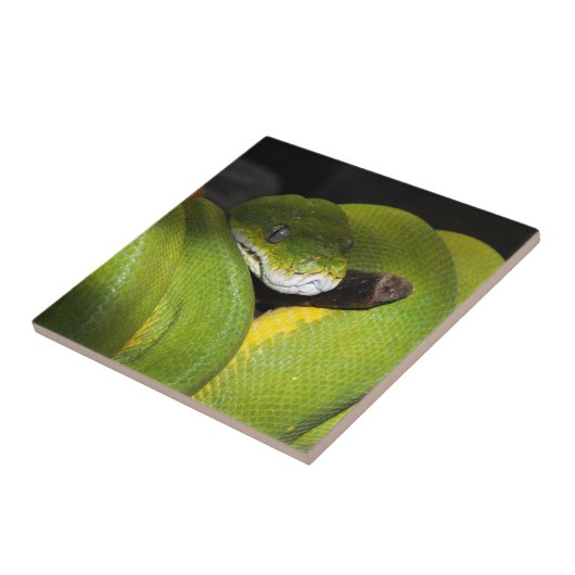 緑の木の大蛇 タイル (側面)