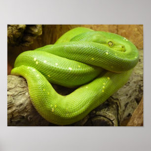 緑の木Python ポスター