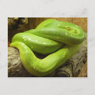 緑の木Python ポストカード