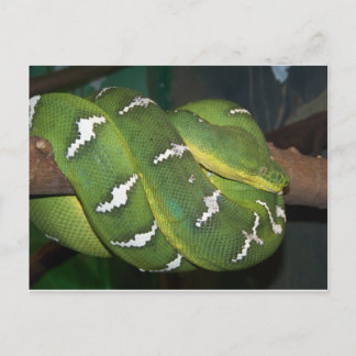 緑の木Python ポストカード