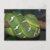 緑の木Python ポストカード (正面)