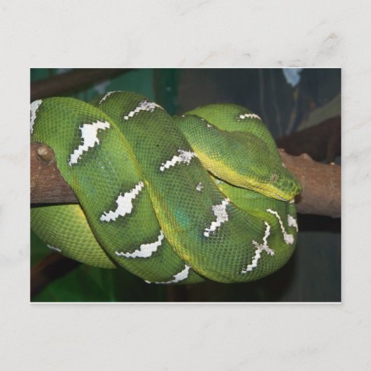 緑の木Python ポストカード (正面)