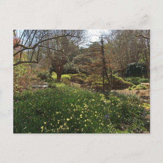 緑の森と黄色い花 ポストカード (正面)