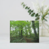 緑の森のはがきを通る道 ポストカード (スタンド正面)