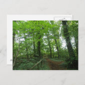 緑の森のはがきを通る道 ポストカード (正面/裏面)