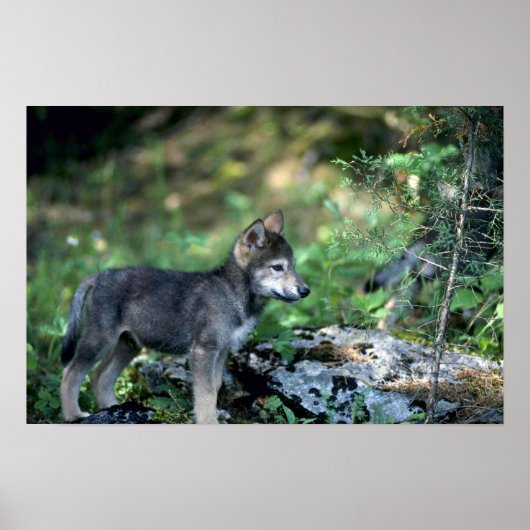 緑の森の中の灰色のオオカミの小さな子犬 ポスター (正面)