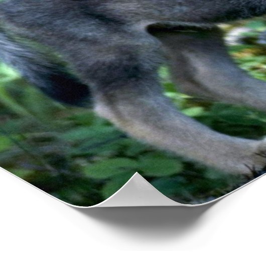 緑の森の中の灰色のオオカミの小さな子犬 ポスター (角)