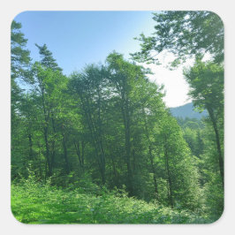 緑の森の風景写真 スクエアシール