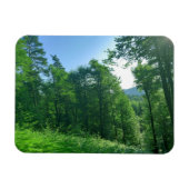 緑の森の風景写真 マグネット (横)