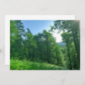 緑の森の風景写真 招待状 (正面/裏面)