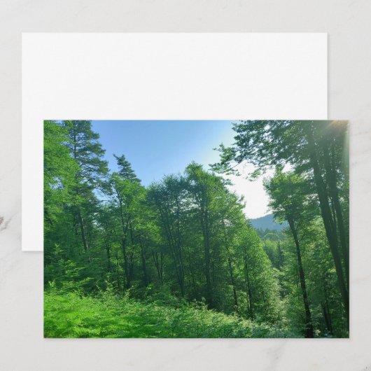 緑の森の風景写真 招待状 (正面/裏面)