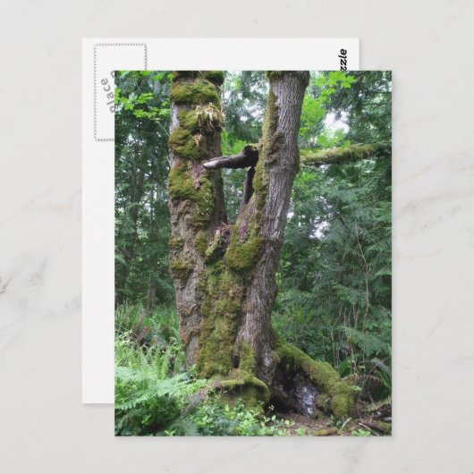 緑の森 ポストカード (正面/裏面)