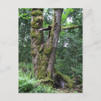 緑の森 ポストカード