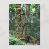 緑の森 ポストカード (正面)