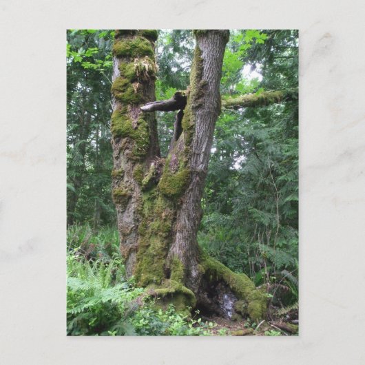緑の森 ポストカード (正面)