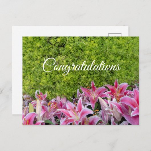緑の植物にピンクのユリの花おめでとう ポストカード (正面/裏面)