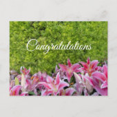 緑の植物にピンクのユリの花おめでとう ポストカード (正面)