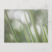 緑の植物の自然写真 ポストカード (正面)