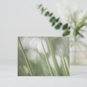 緑の植物の自然写真 ポストカード (スタンド正面)