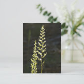 緑の植物 ポストカード (スタンド正面)
