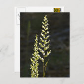 緑の植物 ポストカード (正面/裏面)