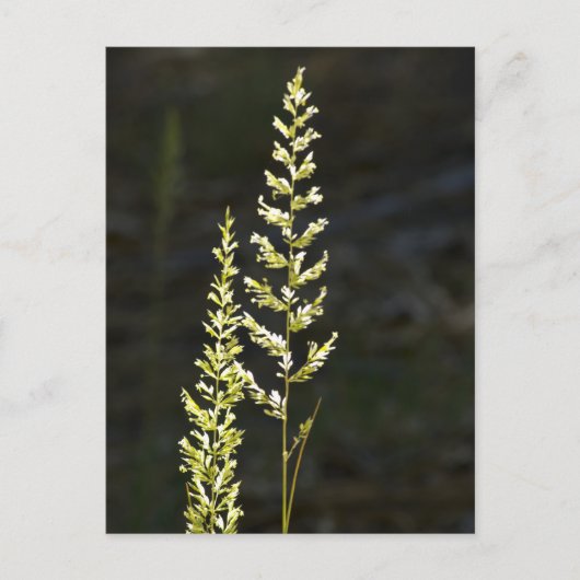 緑の植物 ポストカード (正面)