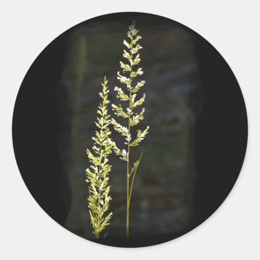 緑の植物 ラウンドシール (正面)