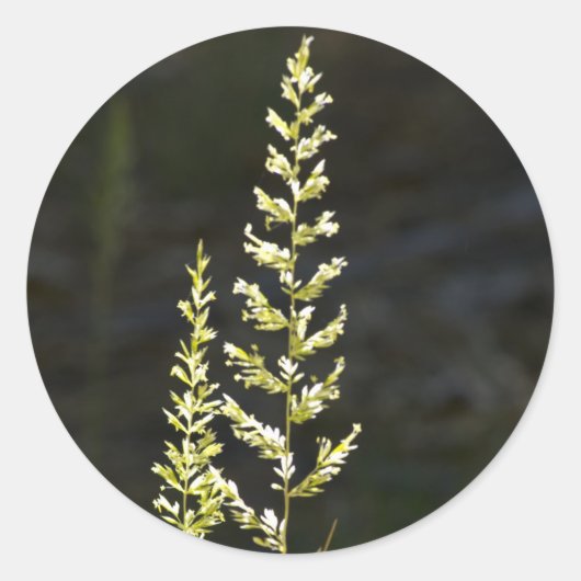 緑の植物 ラウンドシール (正面)