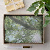 緑の樺の木が青い空に向かって木に 薄葉紙 (ギフト)