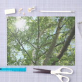 緑の樺の木が青い空に向かって木に 薄葉紙 (クラフト)