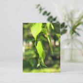 緑の樺の木ブランチ葉 ポストカード (スタンド正面)