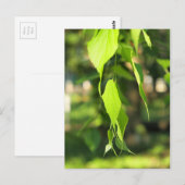 緑の樺の木ブランチ葉 ポストカード (正面/裏面)