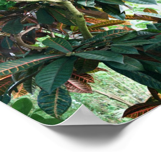 緑の熱帯ジャングル ポスター (角)